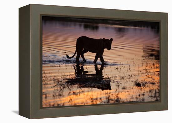 Silhouette Portrait of a Lioness Crossing Through the Water of the Savuti Channel in Botswana-Karine Aigner-Framed Premier Image Canvas