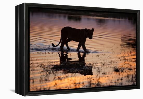 Silhouette Portrait of a Lioness Crossing Through the Water of the Savuti Channel in Botswana-Karine Aigner-Framed Premier Image Canvas