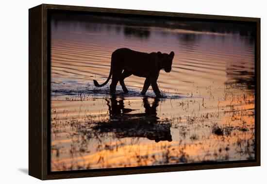 Silhouette Portrait of a Lioness Crossing Through the Water of the Savuti Channel in Botswana-Karine Aigner-Framed Premier Image Canvas