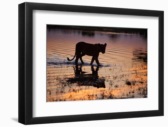 Silhouette Portrait of a Lioness Crossing Through the Water of the Savuti Channel in Botswana-Karine Aigner-Framed Photographic Print