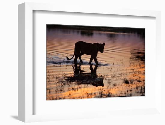 Silhouette Portrait of a Lioness Crossing Through the Water of the Savuti Channel in Botswana-Karine Aigner-Framed Photographic Print