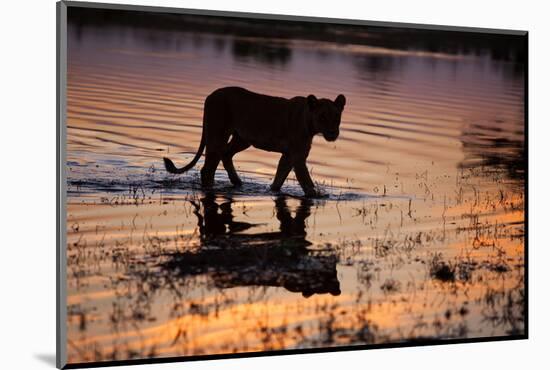 Silhouette Portrait of a Lioness Crossing Through the Water of the Savuti Channel in Botswana-Karine Aigner-Mounted Photographic Print