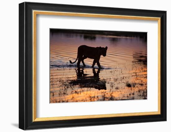 Silhouette Portrait of a Lioness Crossing Through the Water of the Savuti Channel in Botswana-Karine Aigner-Framed Photographic Print