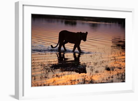 Silhouette Portrait of a Lioness Crossing Through the Water of the Savuti Channel in Botswana-Karine Aigner-Framed Photographic Print