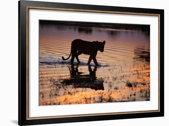 Silhouette Portrait of a Lioness Crossing Through the Water of the Savuti Channel in Botswana-Karine Aigner-Framed Photographic Print