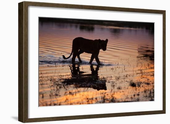 Silhouette Portrait of a Lioness Crossing Through the Water of the Savuti Channel in Botswana-Karine Aigner-Framed Photographic Print