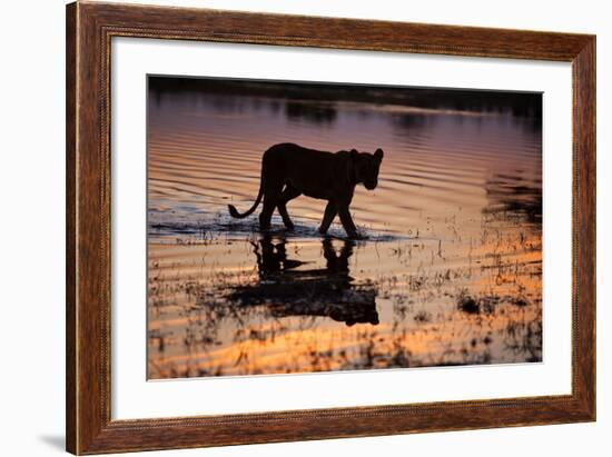 Silhouette Portrait of a Lioness Crossing Through the Water of the Savuti Channel in Botswana-Karine Aigner-Framed Photographic Print