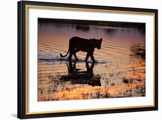 Silhouette Portrait of a Lioness Crossing Through the Water of the Savuti Channel in Botswana-Karine Aigner-Framed Photographic Print