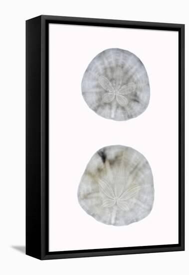 Silhouette Sand dollars-Savanah Plank-Framed Premier Image Canvas