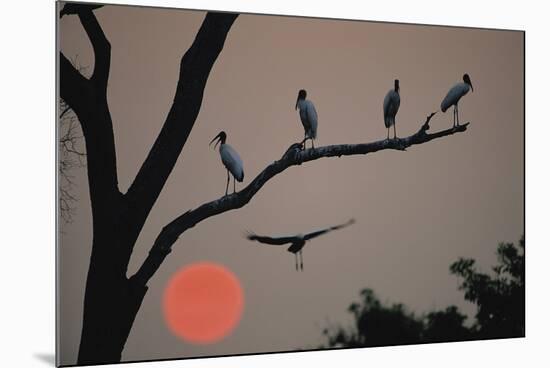 Silhouetted Birds-Staffan Widstrand-Mounted Giclee Print