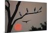 Silhouetted Birds-Staffan Widstrand-Mounted Giclee Print