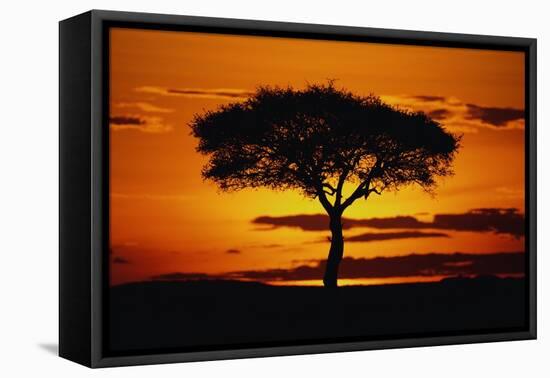 Silhouetted Camelthorn Tree at Sunset-Paul Souders-Framed Premier Image Canvas