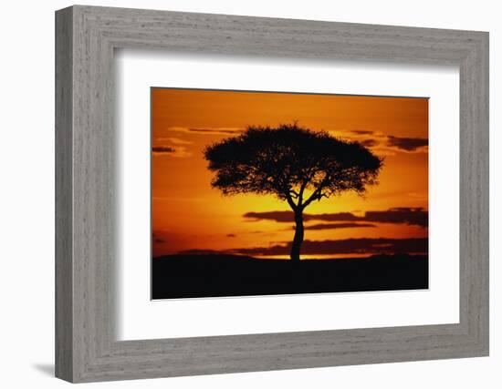 Silhouetted Camelthorn Tree at Sunset-Paul Souders-Framed Photographic Print