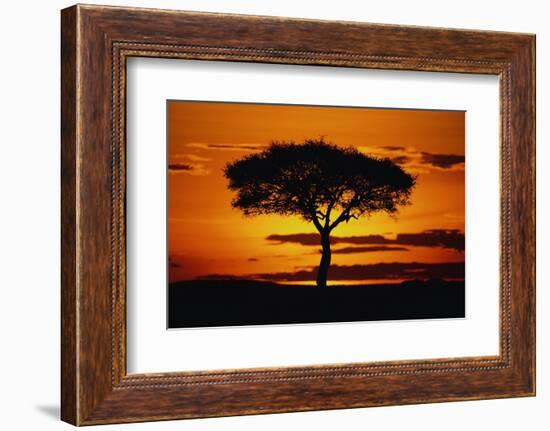 Silhouetted Camelthorn Tree at Sunset-Paul Souders-Framed Photographic Print