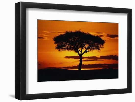 Silhouetted Camelthorn Tree at Sunset-Paul Souders-Framed Photographic Print