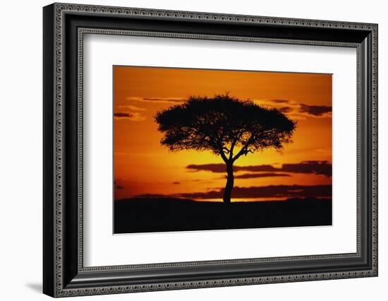 Silhouetted Camelthorn Tree at Sunset-Paul Souders-Framed Photographic Print