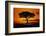 Silhouetted Camelthorn Tree at Sunset-Paul Souders-Framed Photographic Print