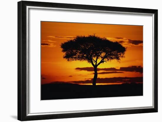 Silhouetted Camelthorn Tree at Sunset-Paul Souders-Framed Photographic Print