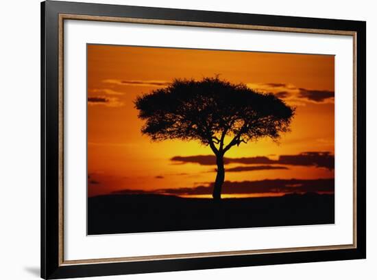 Silhouetted Camelthorn Tree at Sunset-Paul Souders-Framed Photographic Print