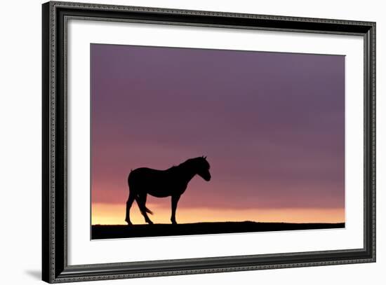 Silhouetted Dartmoor Pony (Equus Caballus) at Sunrise, Combestone Tor, Dartmoor Np, Devon, UK-Ross Hoddinott-Framed Photographic Print