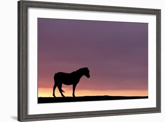 Silhouetted Dartmoor Pony (Equus Caballus) at Sunrise, Combestone Tor, Dartmoor Np, Devon, UK-Ross Hoddinott-Framed Photographic Print