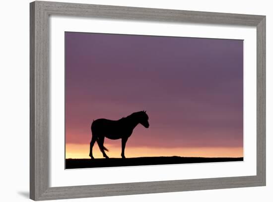 Silhouetted Dartmoor Pony (Equus Caballus) at Sunrise, Combestone Tor, Dartmoor Np, Devon, UK-Ross Hoddinott-Framed Photographic Print