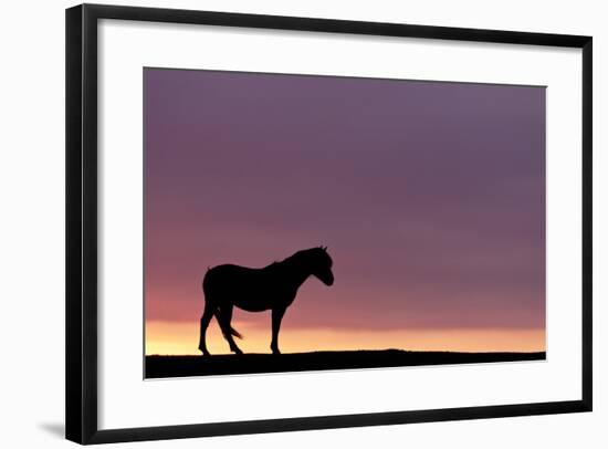 Silhouetted Dartmoor Pony (Equus Caballus) at Sunrise, Combestone Tor, Dartmoor Np, Devon, UK-Ross Hoddinott-Framed Photographic Print