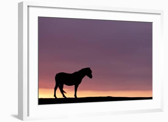 Silhouetted Dartmoor Pony (Equus Caballus) at Sunrise, Combestone Tor, Dartmoor Np, Devon, UK-Ross Hoddinott-Framed Photographic Print