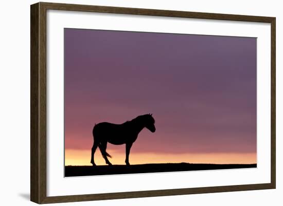 Silhouetted Dartmoor Pony (Equus Caballus) at Sunrise, Combestone Tor, Dartmoor Np, Devon, UK-Ross Hoddinott-Framed Photographic Print