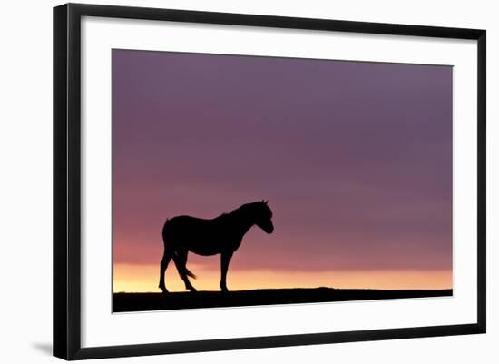 Silhouetted Dartmoor Pony (Equus Caballus) at Sunrise, Combestone Tor, Dartmoor Np, Devon, UK-Ross Hoddinott-Framed Photographic Print