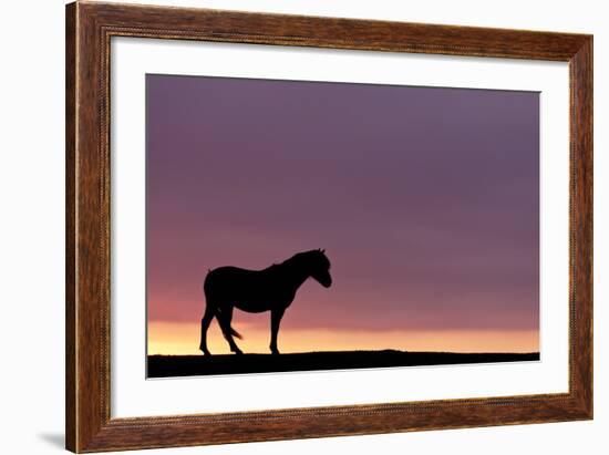 Silhouetted Dartmoor Pony (Equus Caballus) at Sunrise, Combestone Tor, Dartmoor Np, Devon, UK-Ross Hoddinott-Framed Photographic Print