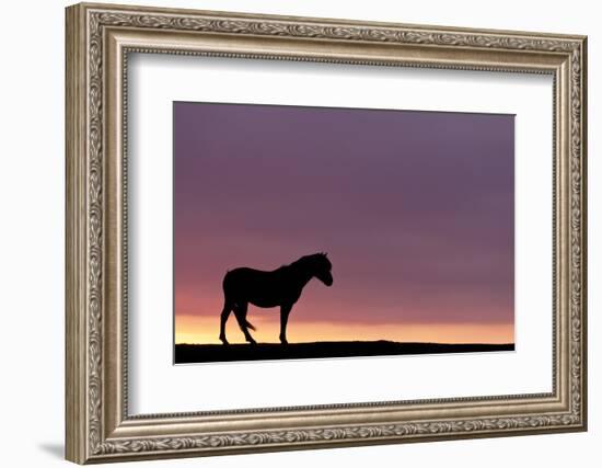 Silhouetted Dartmoor Pony (Equus Caballus) at Sunrise, Combestone Tor, Dartmoor Np, Devon, UK-Ross Hoddinott-Framed Photographic Print