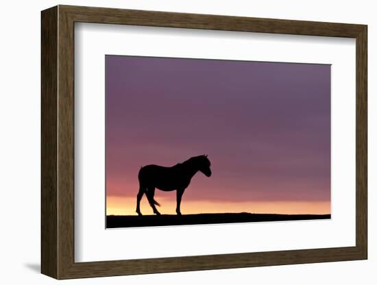 Silhouetted Dartmoor Pony (Equus Caballus) at Sunrise, Combestone Tor, Dartmoor Np, Devon, UK-Ross Hoddinott-Framed Photographic Print