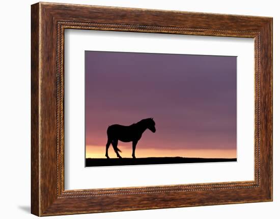 Silhouetted Dartmoor Pony (Equus Caballus) at Sunrise, Combestone Tor, Dartmoor Np, Devon, UK-Ross Hoddinott-Framed Photographic Print