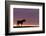 Silhouetted Dartmoor Pony (Equus Caballus) at Sunrise, Combestone Tor, Dartmoor Np, Devon, UK-Ross Hoddinott-Framed Photographic Print