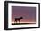 Silhouetted Dartmoor Pony (Equus Caballus) at Sunrise, Combestone Tor, Dartmoor Np, Devon, UK-Ross Hoddinott-Framed Photographic Print