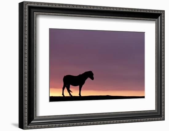 Silhouetted Dartmoor Pony (Equus Caballus) at Sunrise, Combestone Tor, Dartmoor Np, Devon, UK-Ross Hoddinott-Framed Photographic Print