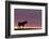 Silhouetted Dartmoor Pony (Equus Caballus) at Sunrise, Combestone Tor, Dartmoor Np, Devon, UK-Ross Hoddinott-Framed Photographic Print