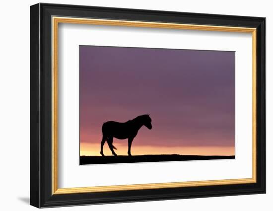 Silhouetted Dartmoor Pony (Equus Caballus) at Sunrise, Combestone Tor, Dartmoor Np, Devon, UK-Ross Hoddinott-Framed Photographic Print