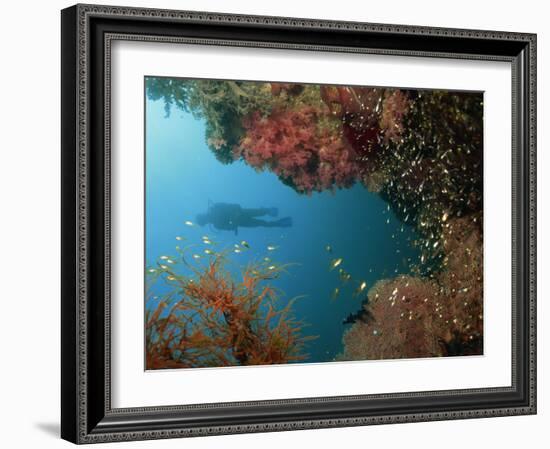 Silhouetted Diver Above Reef Off Saparua Island, Moluccas, Indonesia, Southeast Asia-Murray Louise-Framed Photographic Print