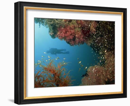 Silhouetted Diver Above Reef Off Saparua Island, Moluccas, Indonesia, Southeast Asia-Murray Louise-Framed Photographic Print