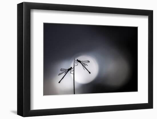 Silhouetted emerald damselflies, Devon, England, UK-Ross Hoddinott-Framed Photographic Print