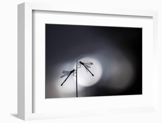 Silhouetted emerald damselflies, Devon, England, UK-Ross Hoddinott-Framed Photographic Print