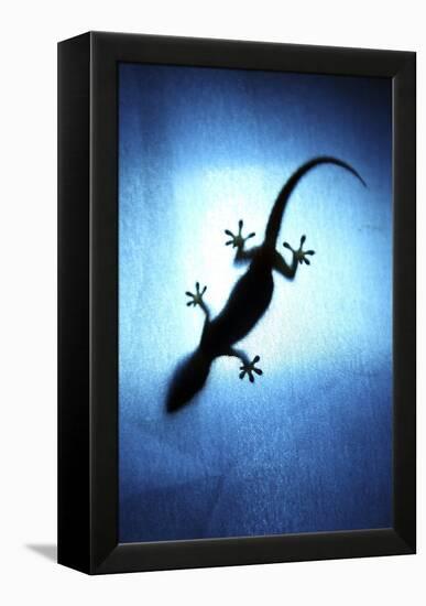 Silhouetted Gecko-Robbie Shone-Framed Premier Image Canvas