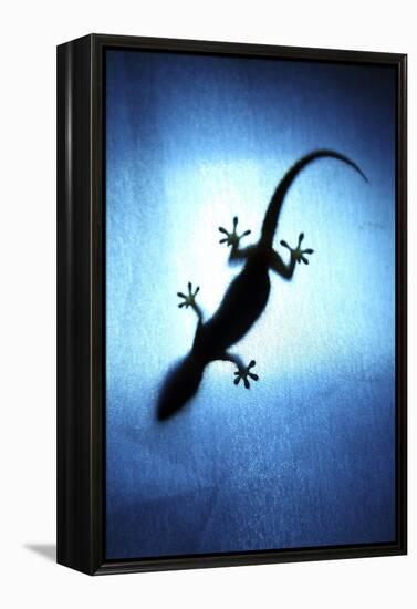 Silhouetted Gecko-Robbie Shone-Framed Premier Image Canvas