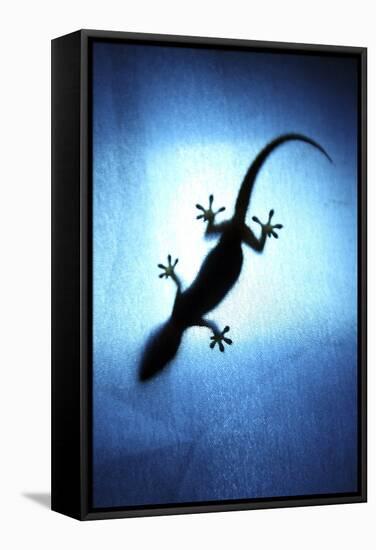 Silhouetted Gecko-Robbie Shone-Framed Premier Image Canvas