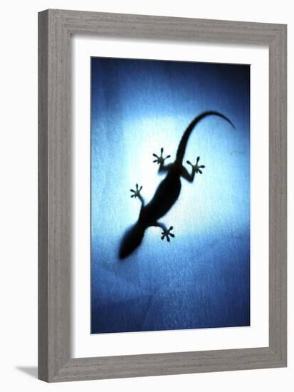 Silhouetted Gecko-Robbie Shone-Framed Photographic Print