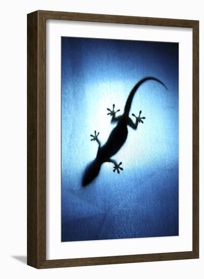 Silhouetted Gecko-Robbie Shone-Framed Photographic Print