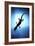 Silhouetted Gecko-Robbie Shone-Framed Photographic Print