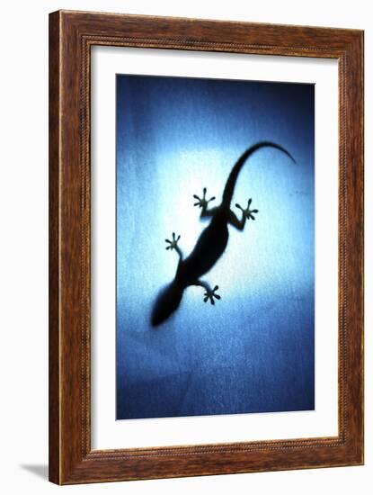 Silhouetted Gecko-Robbie Shone-Framed Photographic Print